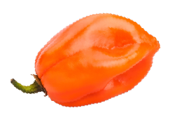 Chile habanero